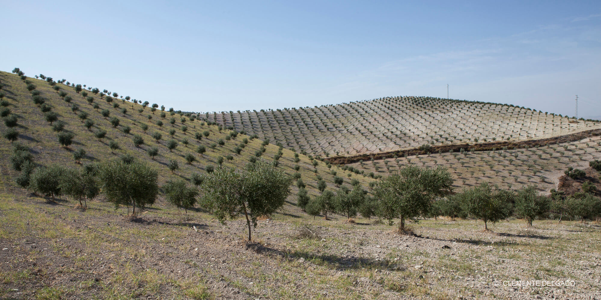 elaboracion aove ecologico aceite oliva virgen extra laespabila